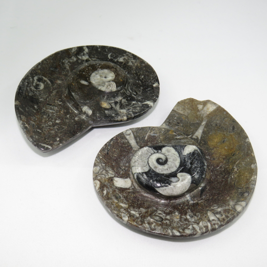 Piatto ammonite