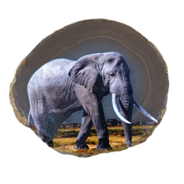 Agata Botswana con elefante
