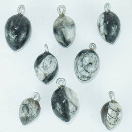Ciondoli fossili (orthoceras)